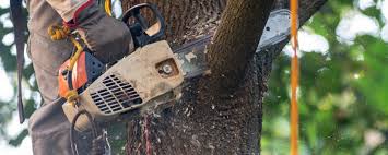 Professional  Tree Services in Humble, TX