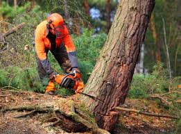 Best Arborist Consultation Services  in Humble, TX