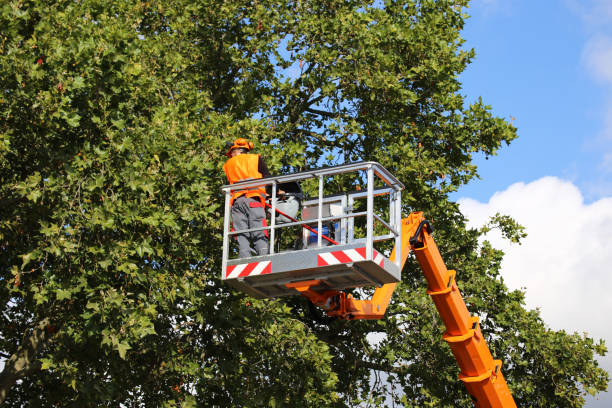 Best Tree Disease Treatment  in Humble, TX