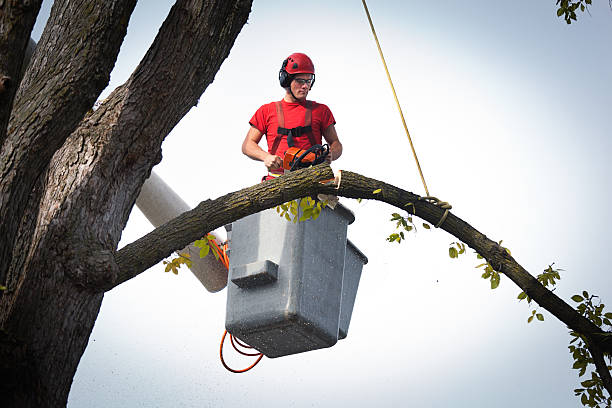 Best Tree Trimming and Pruning  in Humble, TX