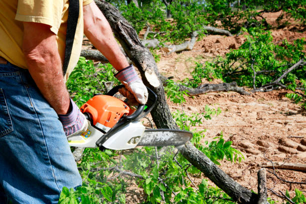 Best Seasonal Cleanup (Spring/Fall)  in Humble, TX